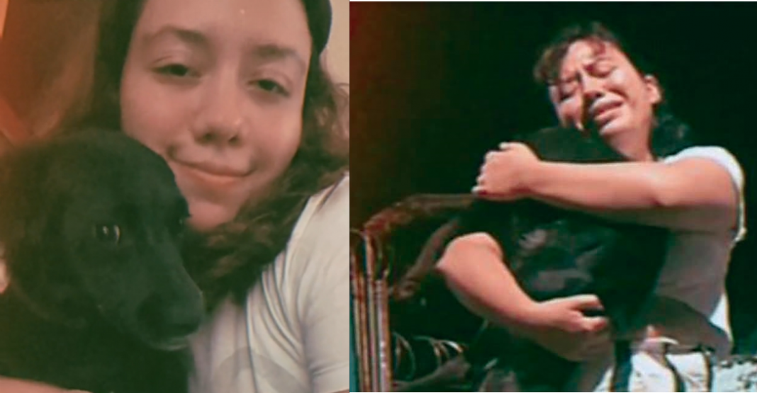 Kaos, perrito que murió por ansiedad debido a la pirotecnia