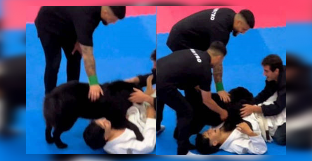 Lomito entra y ‘ayuda’ a su amigo humano en torneo de jiu-jitsu