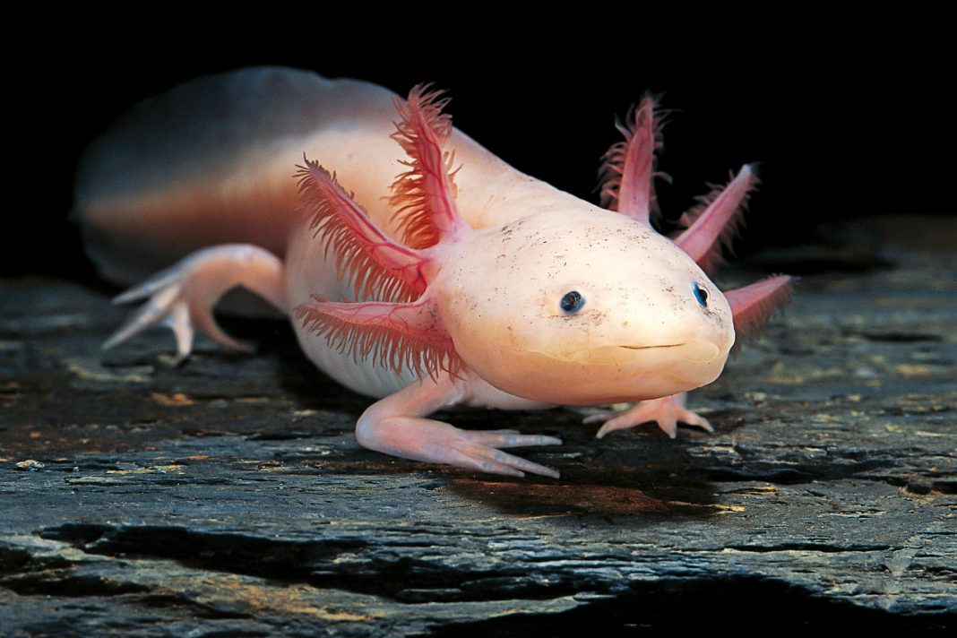 ¡Adopta un Axolotl!