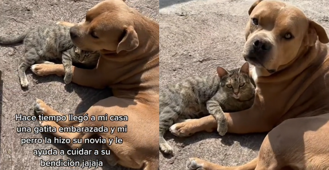 Perrito se ‘enamora’ de gatita