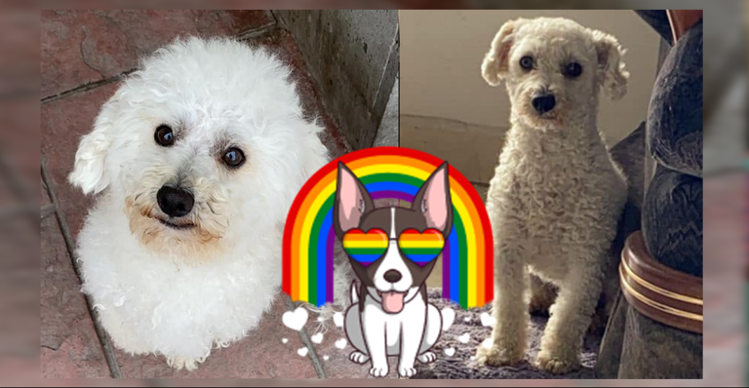 «Es gay y su novio lo espera en casa»: mujer busca perrito perdido