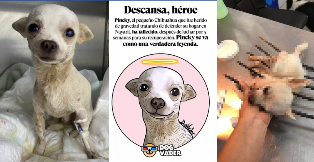 Muere ‘Pincky’, el valiente chihuahua que fue herido por defender su casa