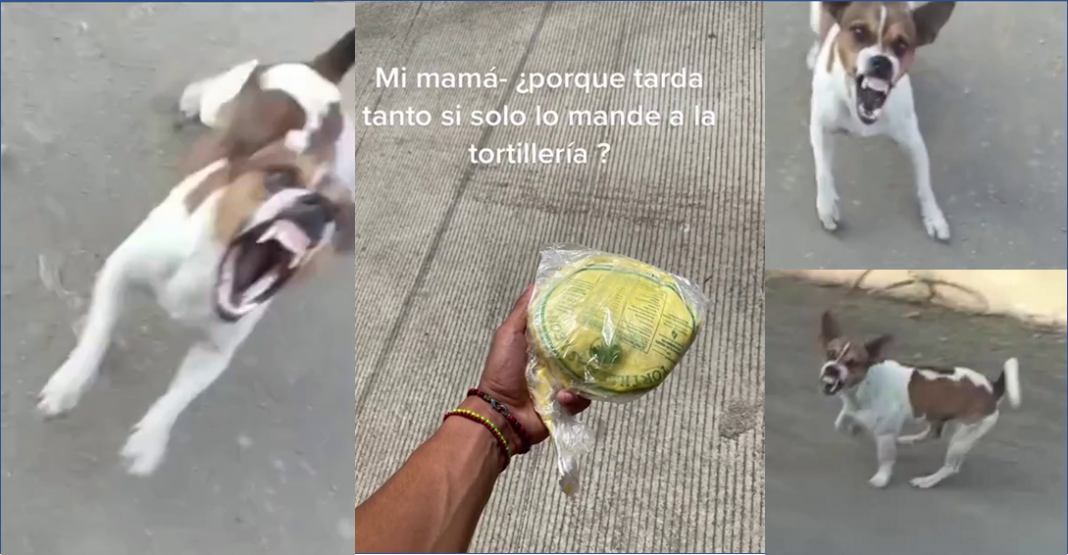 Fue a comprar tortillas y lomitos intentan ‘asaltarlo’