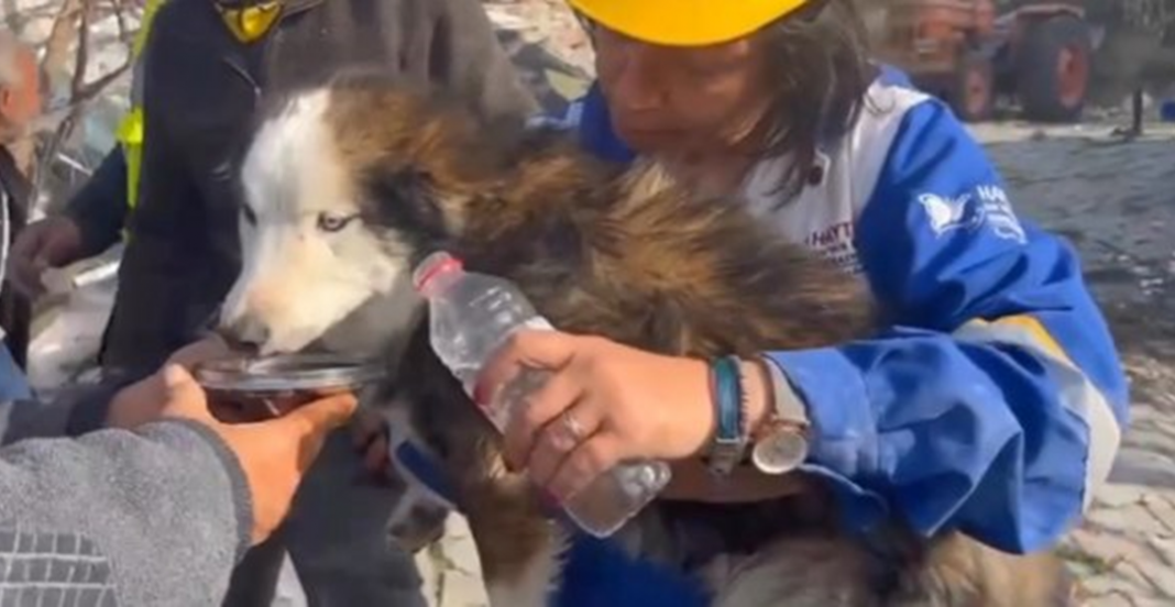 Perrito es rescatado 23 días después del sismo de Turquía