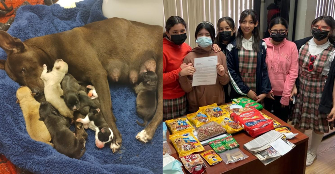 Alumnos adoptan perrita embarazada y le hacen su baby shower