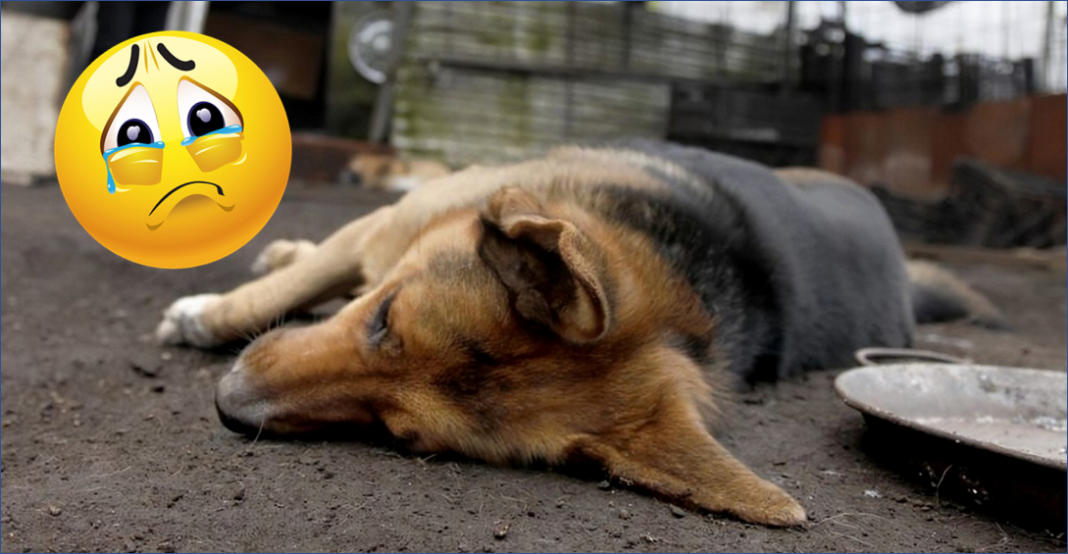 Donan alimento envenenado a refugio de animales, van 8 muertos