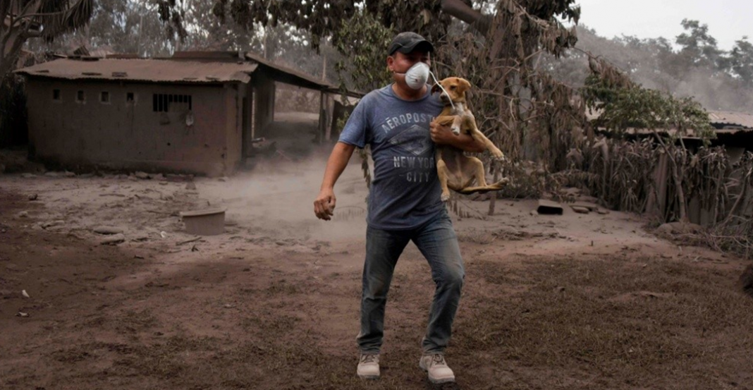 Tips para proteger a tu mascota de la ceniza volcánica