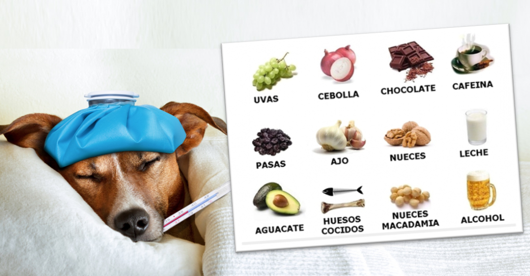 Alimentos prohibidos para tu lomito ¡Son dañinos y hasta mortales!