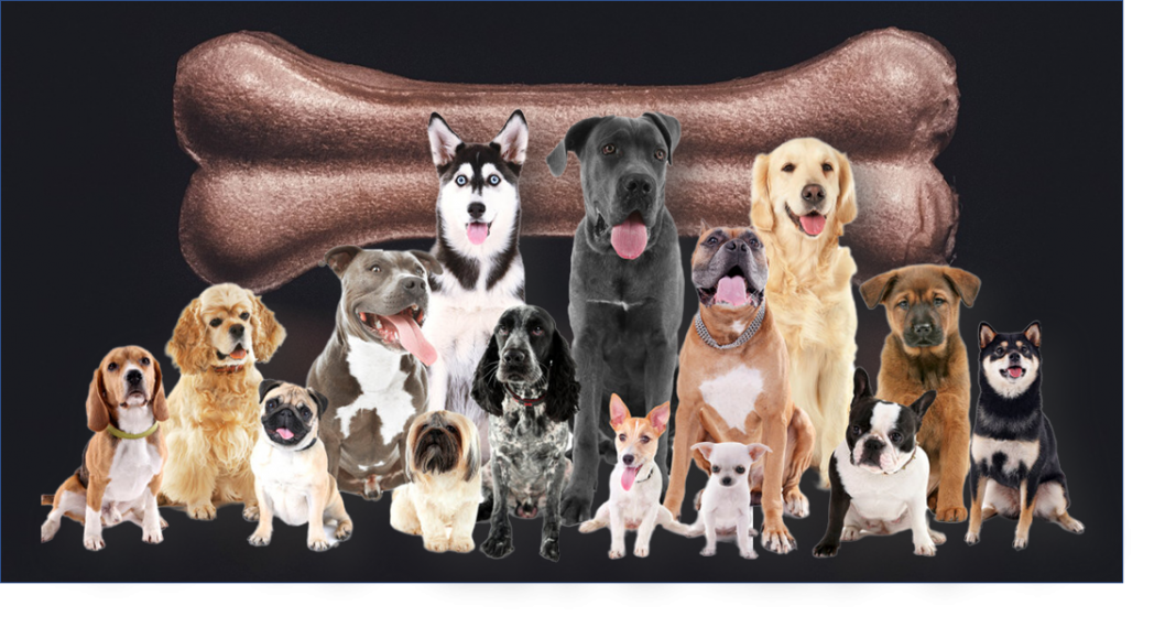 Ni te imaginas qué raza es más agresiva que los rottweilers